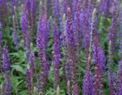 Salvia nemerosa ‘Ostfriesland’ pot 2 liter - salie