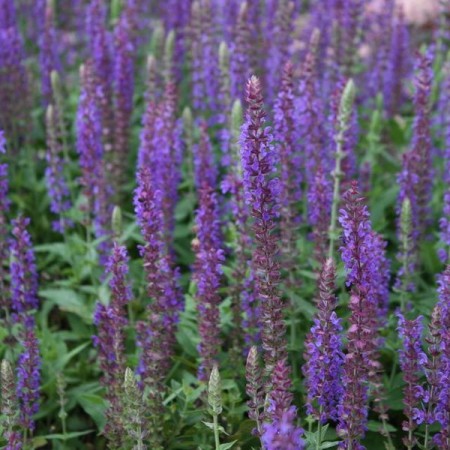 Salvia nemerosa ‘Ostfriesland’ pot 2 liter