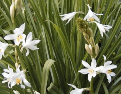 Schizostylus coccinea ‘Alba’ - moerasgladiool