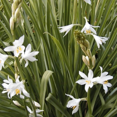 Schizostylus coccinea ‘Alba’ - moerasgladiool