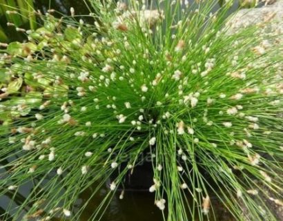 Scirpus cernuus - naaldgras