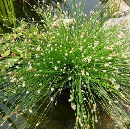 Scirpus cernuus - naaldgras