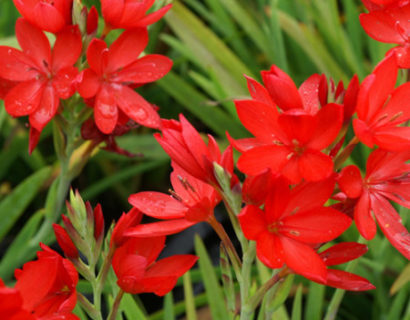 Schizostylus coccinea ‘Major’ - moerasgladiool