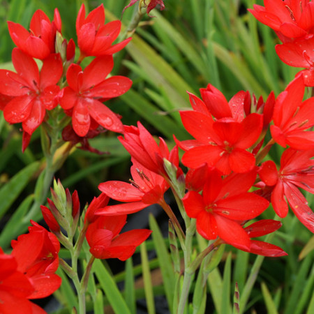 Schizostylus coccinea ‘Major’ - moerasgladiool