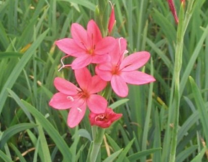 Schizostylus coccinea ‘Mrs Hegarty’ - moerasgladiool