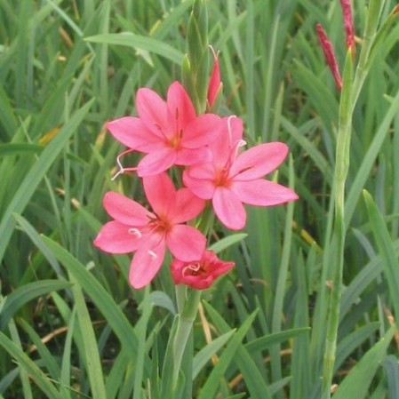 Schizostylus coccinea ‘Mrs Hegarty’ - moerasgladiool