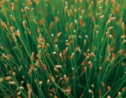 Scirpus isolepsis - naaldgras