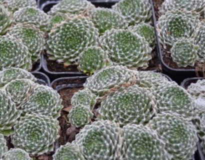 Sempervivum arachnoideum