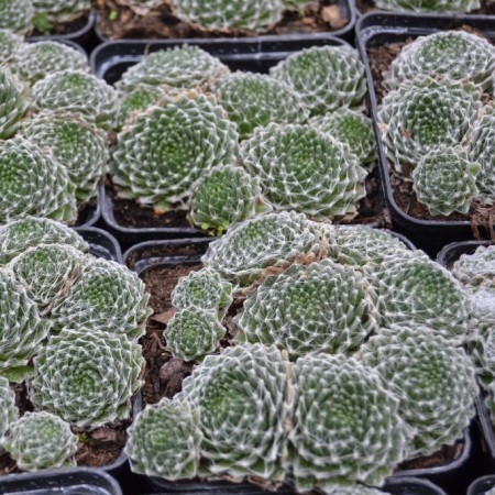 Sempervivum arachnoideum - huislook