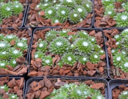 Sempervivum arachnoideum ‘ Minor’