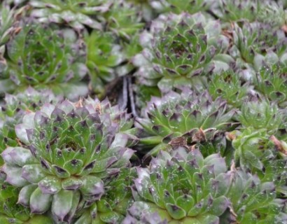 Sempervivum ‘Black Top’ - huislook