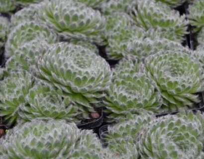 Sempervivum ciliosum ‘Borisii’ - huislook