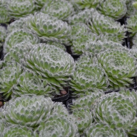 Sempervivum ciliosum ‘Borisii’ - huislook