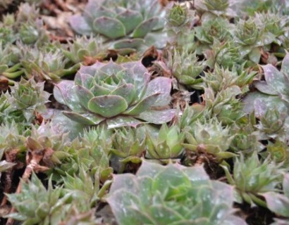 Sempervivum ‘Dark Beauty’ - huislook