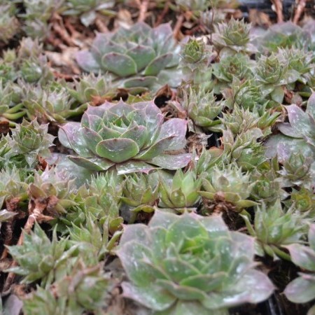 Sempervivum ‘Dark Beauty’ - huislook