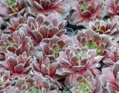 Sempervivum ‘Director Jacobs’