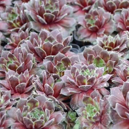 Sempervivum ‘Director Jacobs’ - huislook