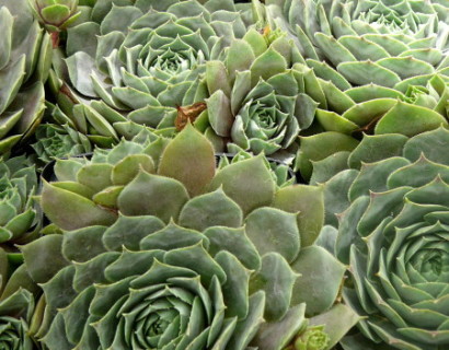 Sempervivum ‘Feldmaier’ - huislook