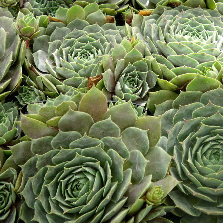 Sempervivum ‘Feldmaier’ - huislook