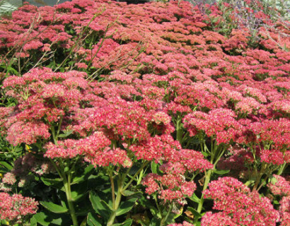 Sedum ‘Herbstfreude’ pot 2 liter - vetkruid