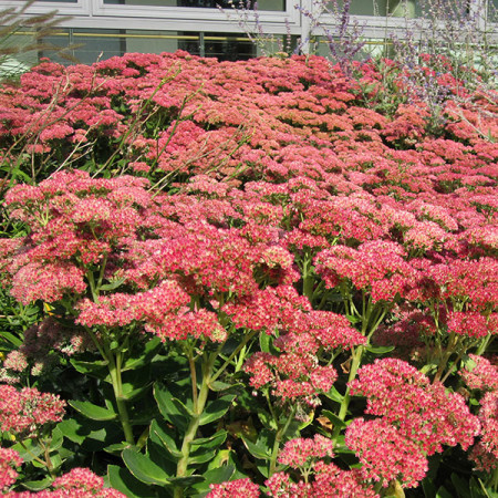 Sedum ‘Herbstfreude’ pot 2 liter