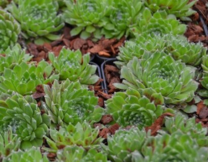 Sempervivum ‘Kramer’s Spinrad’ - huislook