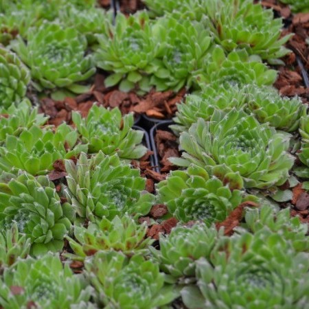 Sempervivum ‘Kramer’s Spinrad’ - huislook