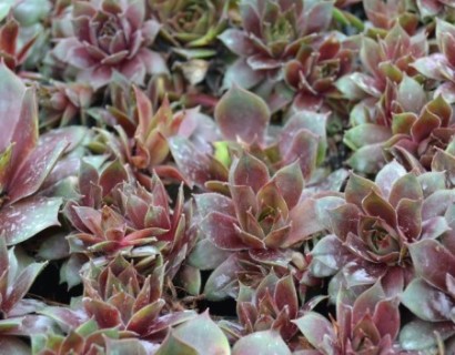 Sempervivum ‘Othello’ - huislook