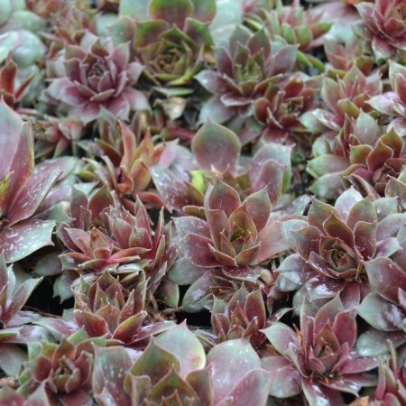 Sempervivum ‘Othello’ - huislook