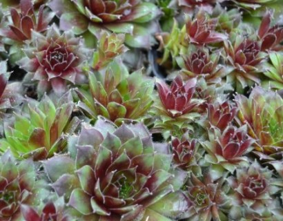 Sempervivum ‘Pilatus’