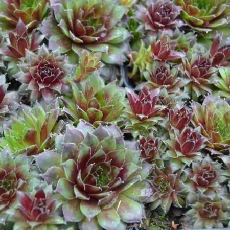 Sempervivum ‘Pilatus’ - huislook