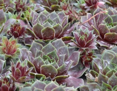 Sempervivum ‘Red Chief’ - huislook