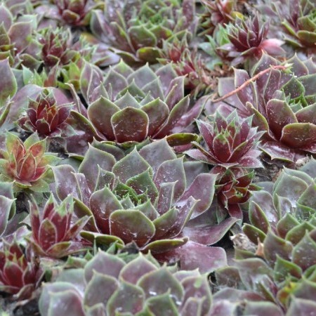 Sempervivum ‘Red Chief’ - huislook