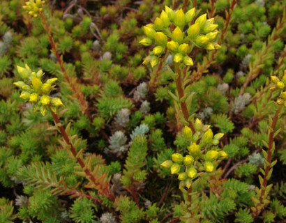 Sedum reflexum - vetkruid / tripmadam