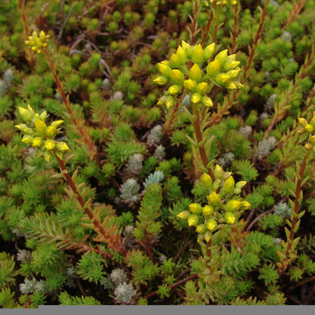 Sedum reflexum - vetkruid / tripmadam