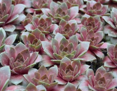 Sempervivum ‘Skrocki’s Bronze’ - huislook