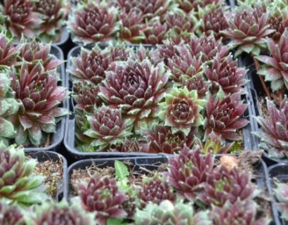 Sempervivum ‘Silberkarneol’