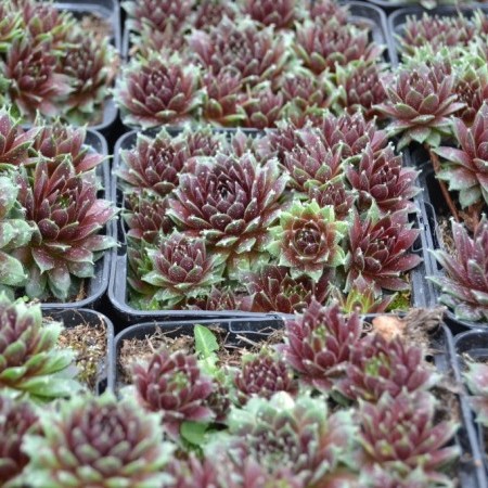 Sempervivum ‘Silberkarneol’ - huislook