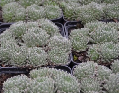 Sempervivum ‘Sprite’ - huislook