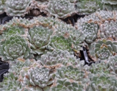 Sempervivum ‘Van der Steen’ - huislook