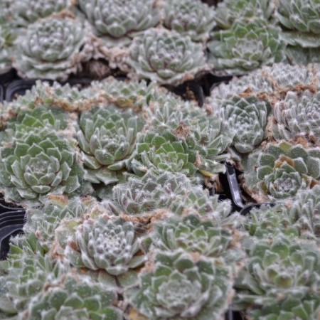 Sempervivum ‘Van der Steen’ - huislook