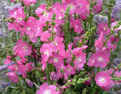 Sidalcea ‘Rosy Gem’ - griekse malva