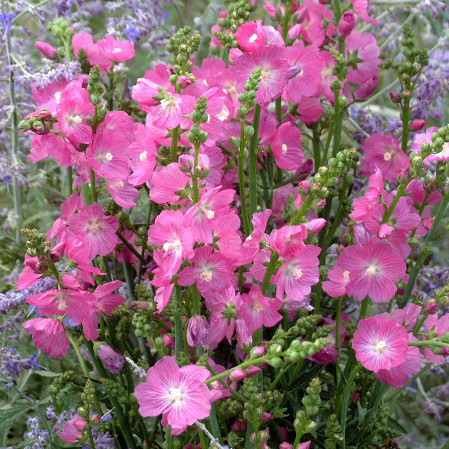 Sidalcea ‘Rosy Gem’ - griekse malva