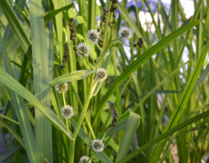 Sparganium erectum - grote egelskop