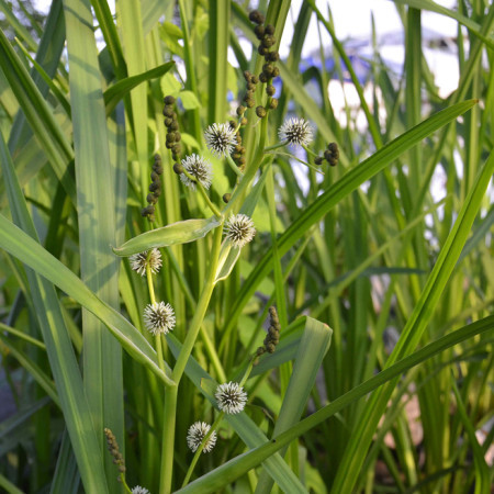 Sparganium erectum - grote egelskop