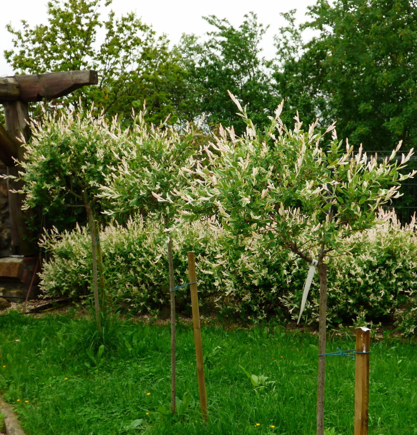 Salix integra ‘Hakuro-nishiki’ op stam - wilg