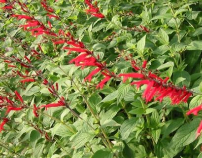 Salvia elegans ‘Scarlet Pineapple’ - ananassalie