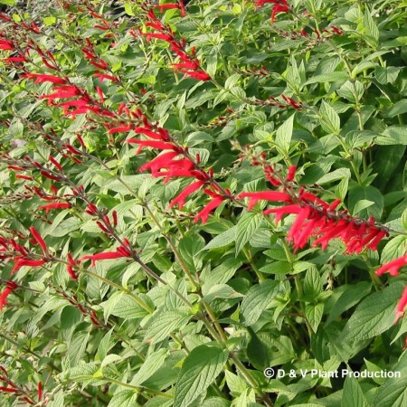 Salvia elegans ‘Scarlet Pineapple’ - ananassalie