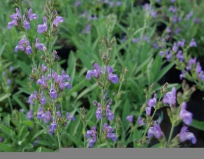 Salvia lavandulifolia - Spaanse salie