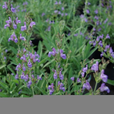 Salvia lavandulifolia - Spaanse salie